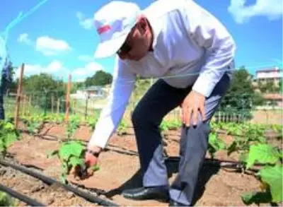 Keçiören Belediyesi kış bostanından ilk hasadı bekliyor Keçiören Belediyesi kış bostanından ilk hasadı bekliyor