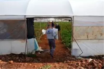 Kepez'de sera atıkları organik gübreye dönüştürülüyor Kepez'de sera atıkları organik gübreye dönüştürülüyor