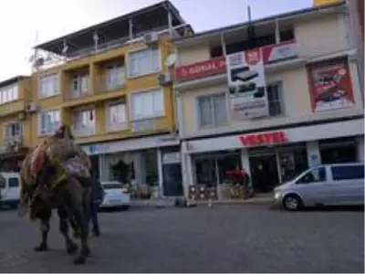 Son dakika haber | Kış aylarının gelmesiyle birlikte develer soğuktan korunmak için havutlandı Son dakika haber | Kış aylarının gelmesiyle birlikte develer soğuktan korunmak için havutlandı