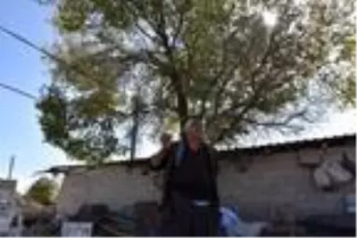 Kulaklı orman baykuşları, köyün ekolojik dengesini sağlıyor Kulaklı orman baykuşları, köyün ekolojik dengesini sağlıyor