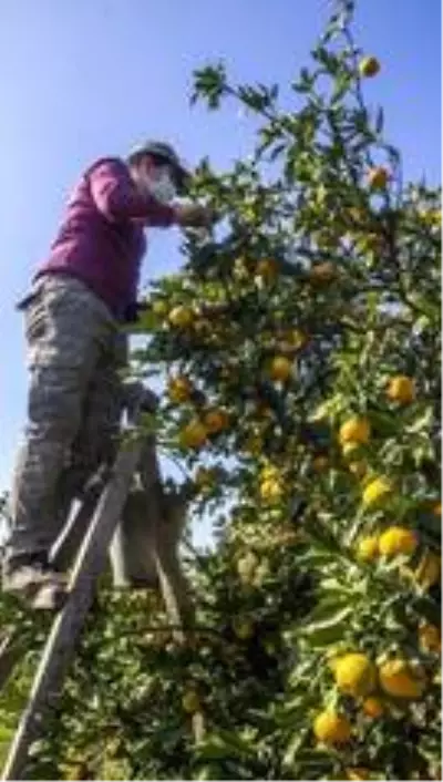 Maskeli, mesafeli mandalina hasadı başladı Maskeli, mesafeli mandalina hasadı başladı