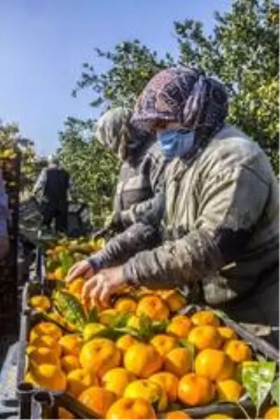 Maskeli, mesafeli mandalina hasadı başladı Maskeli, mesafeli mandalina hasadı başladı