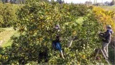 Maskeli, mesafeli mandalina hasadı başladı Maskeli, mesafeli mandalina hasadı başladı