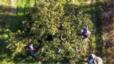 Maskeli, mesafeli mandalina hasadı başladı Maskeli, mesafeli mandalina hasadı başladı