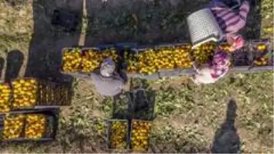 Maskeli, mesafeli mandalina hasadı başladı Maskeli, mesafeli mandalina hasadı başladı