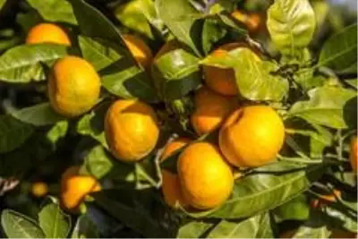 Maskeli, mesafeli mandalina hasadı başladı Maskeli, mesafeli mandalina hasadı başladı