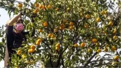 Maskeli, mesafeli mandalina hasadı başladı Maskeli, mesafeli mandalina hasadı başladı