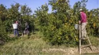 Maskeli, mesafeli mandalina hasadı başladı Maskeli, mesafeli mandalina hasadı başladı
