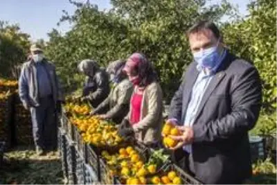 Maskeli, mesafeli mandalina hasadı başladı Maskeli, mesafeli mandalina hasadı başladı