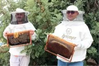 Mersin'de arıların organik bal mesaisi Mersin'de arıların organik bal mesaisi