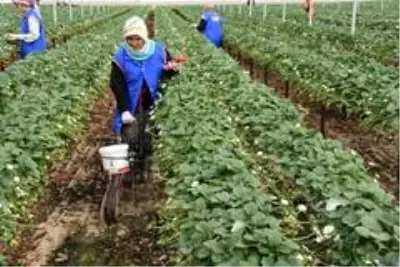 Mersin tarımının gayri safi yurtiçi hasılaya katkısı 14,3 milyar TL Mersin tarımının gayri safi yurtiçi hasılaya katkısı 14,3 milyar TL