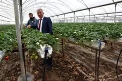 Mersin tarımının gayri safi yurtiçi hasılaya katkısı 14,3 milyar TL Mersin tarımının gayri safi yurtiçi hasılaya katkısı 14,3 milyar TL