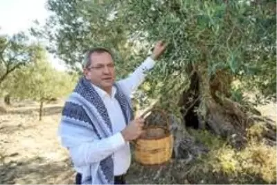 Mesut Ergin 'Dünya Zeytin Ağacı' gününü unutmadı Mesut Ergin 'Dünya Zeytin Ağacı' gününü unutmadı
