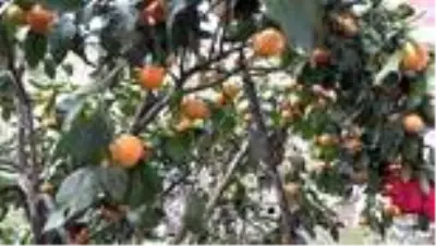 Narenciye hasadı başladı Narenciye hasadı başladı