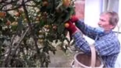 Narenciye hasadı başladı Narenciye hasadı başladı