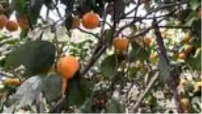 Narenciye hasadı başladı Narenciye hasadı başladı