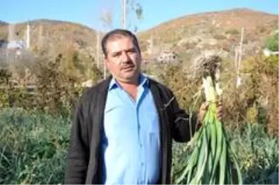 Organik Örenli pırasası tezgahlardaki yerini aldı Organik Örenli pırasası tezgahlardaki yerini aldı
