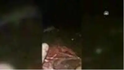 Ormanda kamp yaparken karşılaştığı tilkiyi eliyle besliyor Ormanda kamp yaparken karşılaştığı tilkiyi eliyle besliyor