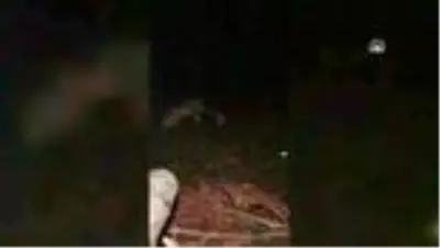 Ormanda kamp yaparken karşılaştığı tilkiyi eliyle besliyor Ormanda kamp yaparken karşılaştığı tilkiyi eliyle besliyor