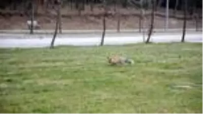 Pandemi nedeniyle boş kalan kampüse inen tilki görüntülendi Pandemi nedeniyle boş kalan kampüse inen tilki görüntülendi