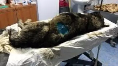 Su kuyusuna düşen köpeği belediye ekipleri kurtardı Su kuyusuna düşen köpeği belediye ekipleri kurtardı