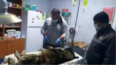Su kuyusuna düşen köpeği belediye ekipleri kurtardı Su kuyusuna düşen köpeği belediye ekipleri kurtardı