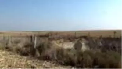 Tarlalarında oluşan 2 obruğa rağmen tarıma devam ediyorlar Tarlalarında oluşan 2 obruğa rağmen tarıma devam ediyorlar