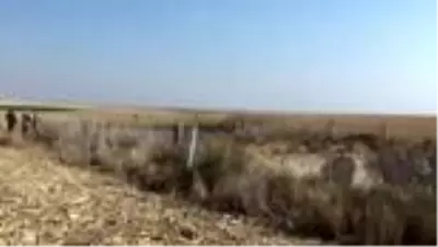 Tarlalarında oluşan 2 obruğa rağmen tarıma devam ediyorlar Tarlalarında oluşan 2 obruğa rağmen tarıma devam ediyorlar