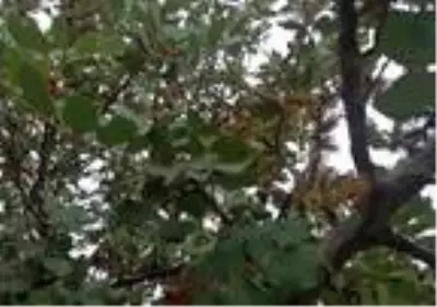 Toroslar'da kış şartlarında bal sağımı Toroslar'da kış şartlarında bal sağımı