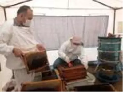 Toroslar'da kış şartlarında bal sağımı Toroslar'da kış şartlarında bal sağımı