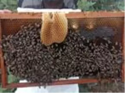 Toroslar'da kış şartlarında bal sağımı Toroslar'da kış şartlarında bal sağımı