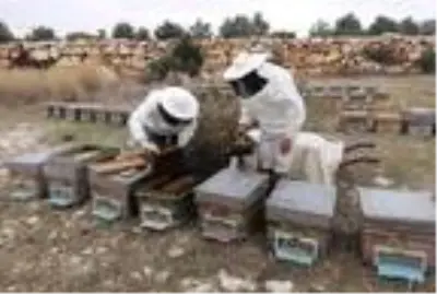 Toroslar'da kış şartlarında bal sağımı Toroslar'da kış şartlarında bal sağımı