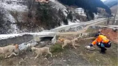 Trabzon'da sahipsiz canlar unutulmuyor Trabzon'da sahipsiz canlar unutulmuyor