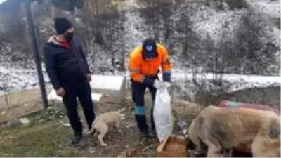 Trabzon'da sahipsiz canlar unutulmuyor Trabzon'da sahipsiz canlar unutulmuyor