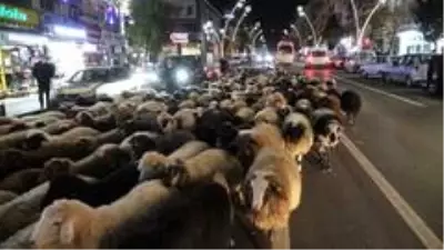 Trafik durdu, koyun sürücü geçti: İlginç görüntüler oluştu Trafik durdu, koyun sürücü geçti: İlginç görüntüler oluştu