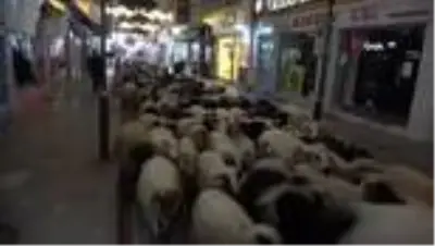 Trafik durdu, koyun sürücü geçti: İlginç görüntüler oluştu Trafik durdu, koyun sürücü geçti: İlginç görüntüler oluştu