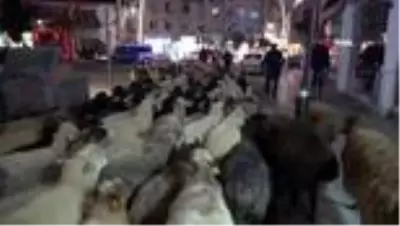 Trafik durdu, koyun sürücü geçti: İlginç görüntüler oluştu Trafik durdu, koyun sürücü geçti: İlginç görüntüler oluştu