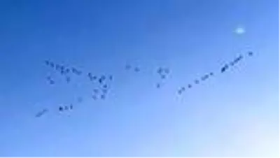 Yağış yetersizliğinden suyu çekilen Seyfe Gölü, göç yolundaki kuşlara mola verdirmedi Yağış yetersizliğinden suyu çekilen Seyfe Gölü, göç yolundaki kuşlara mola verdirmedi