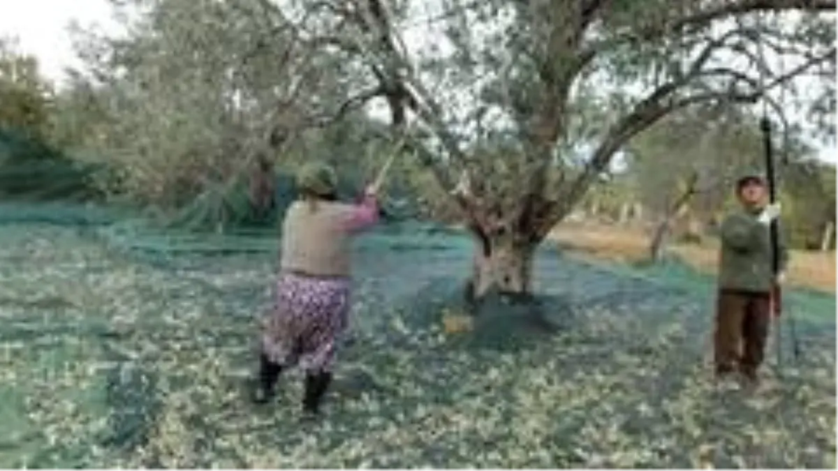 Zeytin hasadında erkek sırıkçı bulunamayınca kadınlar sırık işine el attı