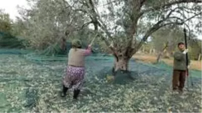 Zeytin hasadında erkek sırıkçı bulunamayınca kadınlar sırık işine el attı Zeytin hasadında erkek sırıkçı bulunamayınca kadınlar sırık işine el attı