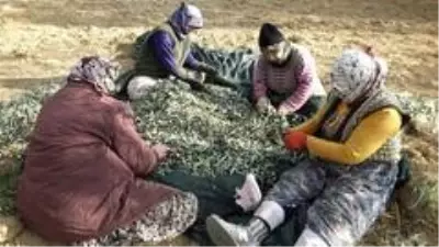 Zeytin hasadında erkek sırıkçı bulunamayınca kadınlar sırık işine el attı Zeytin hasadında erkek sırıkçı bulunamayınca kadınlar sırık işine el attı