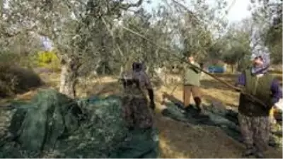 Zeytin hasadında erkek sırıkçı bulunamayınca kadınlar sırık işine el attı Zeytin hasadında erkek sırıkçı bulunamayınca kadınlar sırık işine el attı
