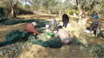 Zeytin hasadında erkek sırıkçı bulunamayınca kadınlar sırık işine el attı Zeytin hasadında erkek sırıkçı bulunamayınca kadınlar sırık işine el attı