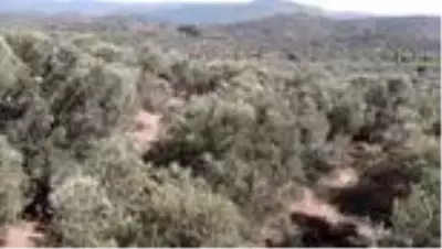 BALIKESİR - Edremit Ziraat Odasına göre zeytin ağacı kesenlere verilen para cezası yetersiz BALIKESİR - Edremit Ziraat Odasına göre zeytin ağacı kesenlere verilen para cezası yetersiz