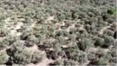 BALIKESİR - Edremit Ziraat Odasına göre zeytin ağacı kesenlere verilen para cezası yetersiz BALIKESİR - Edremit Ziraat Odasına göre zeytin ağacı kesenlere verilen para cezası yetersiz