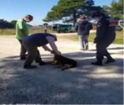 Biga'da 4 köpek öldürüldü, Ayvacık'ta bir köpek ve 3 yavrusuna jandarma sahip çıktı Biga'da 4 köpek öldürüldü, Ayvacık'ta bir köpek ve 3 yavrusuna jandarma sahip çıktı
