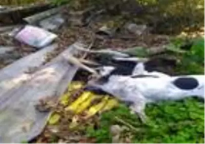 Biga'da 4 köpek öldürüldü, Ayvacık'ta bir köpek ve 3 yavrusuna jandarma sahip çıktı Biga'da 4 köpek öldürüldü, Ayvacık'ta bir köpek ve 3 yavrusuna jandarma sahip çıktı