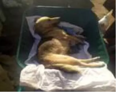 Biga'da 4 köpek öldürüldü, Ayvacık'ta bir köpek ve 3 yavrusuna jandarma sahip çıktı Biga'da 4 köpek öldürüldü, Ayvacık'ta bir köpek ve 3 yavrusuna jandarma sahip çıktı