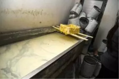 Sahte peynir üreten işletmeye engel! 55 bin lira ceza kesilen fabrika kapatıldı Sahte peynir üreten işletmeye engel! 55 bin lira ceza kesilen fabrika kapatıldı