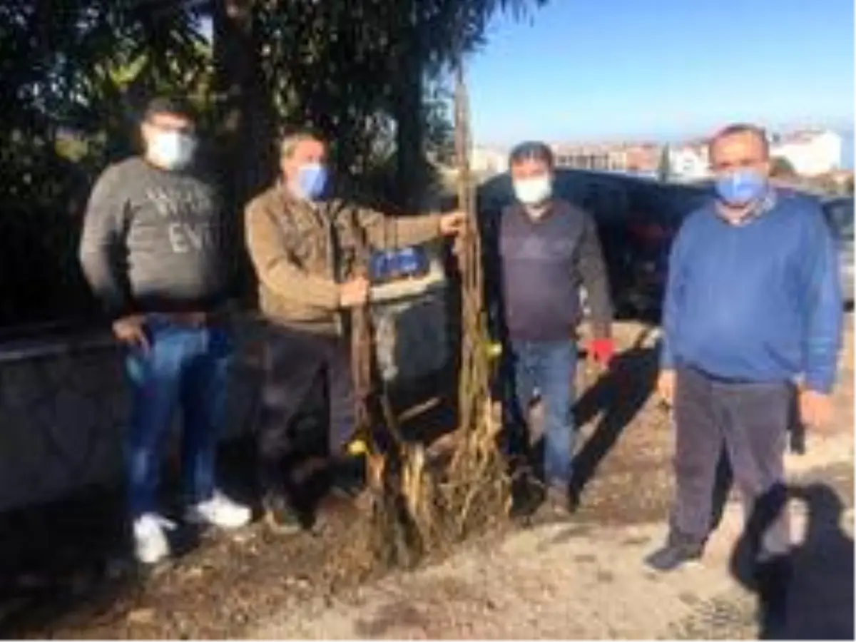 Büyükşehirden Yakaket'te bin 500 adet ceviz fidesi